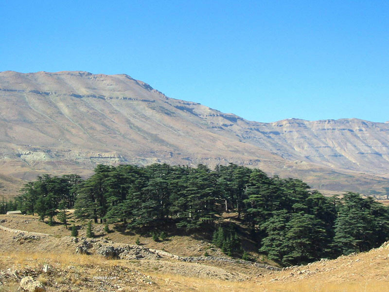 The solitary cedar grove of Bcharre, Mount Lebanon, known as Arz el Rab (cedars of God). 
Municipality of Bcharre Official Website. https://website.bcharri.net/places/lebanon/north-lebanon/bcharri/attractions/cedars-of-god/?lang=en/ 
