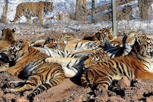 This file picture taken on Jan 6, 2014, shows Siberian tigers resting at the Siberian Tiger Park in Harbin, northeast China's Heilongjiang province. PHOTO: AFP
