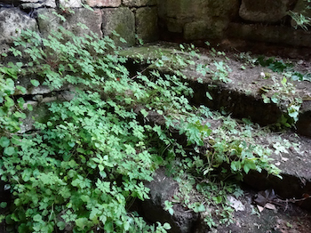 Green ferns in the cracks of the stone stairs.