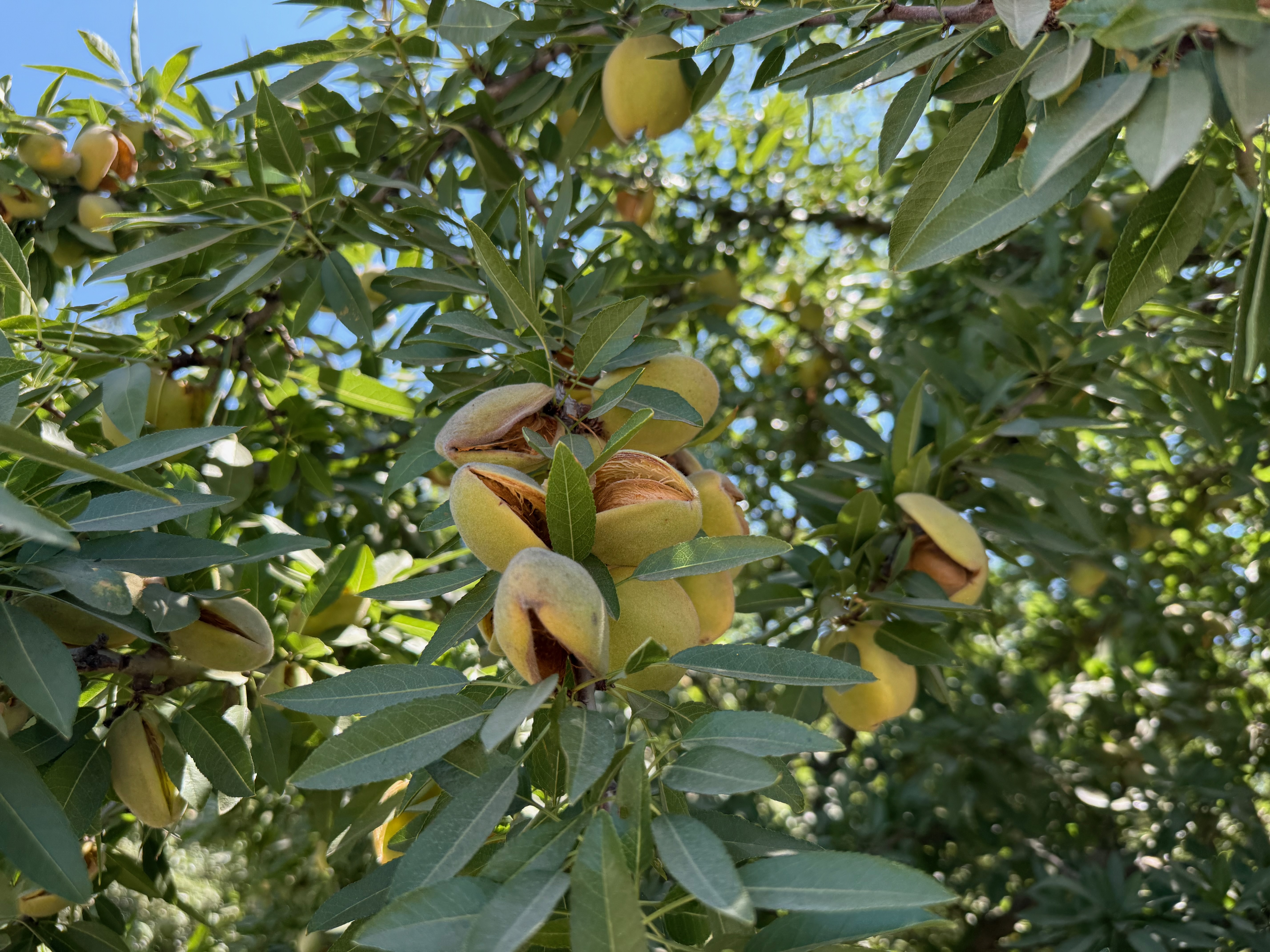 An upclose picture of the Almonds still on the tree. Photo by author.