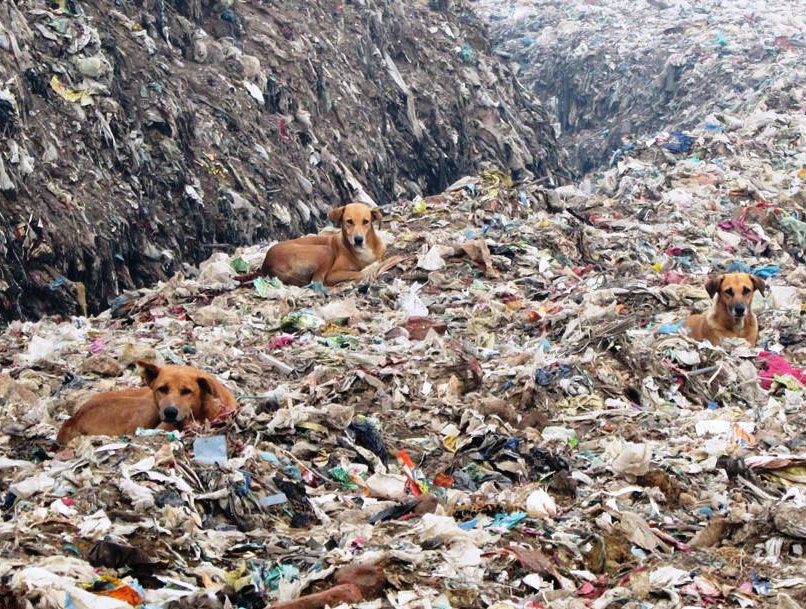 Dogs on Ghazipur landfill. Wikimedia Commons.