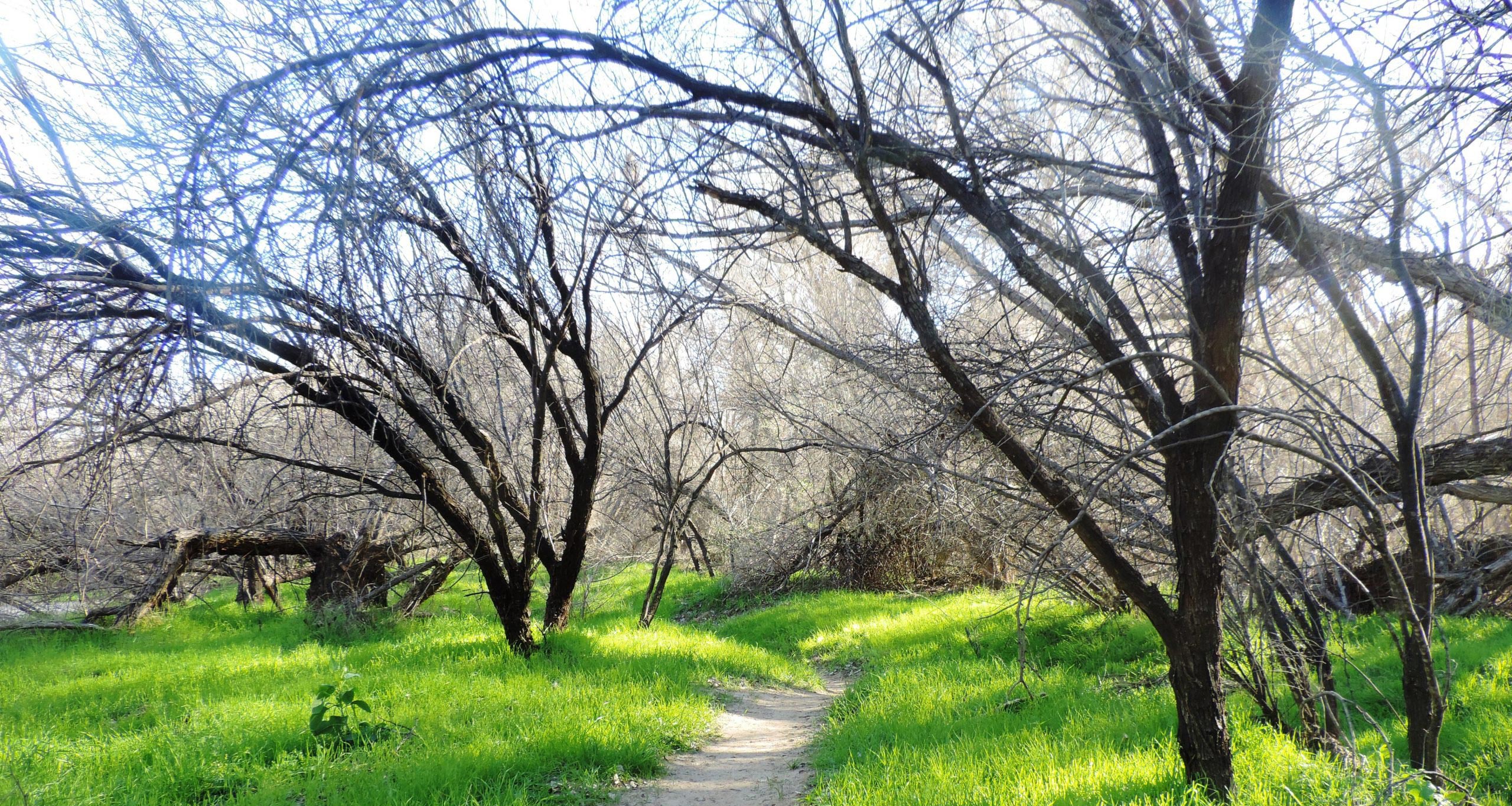 Hassayampa River Preserve. An oasis in the desert. Photo by Maricopa County Parks and Recreation Department.
