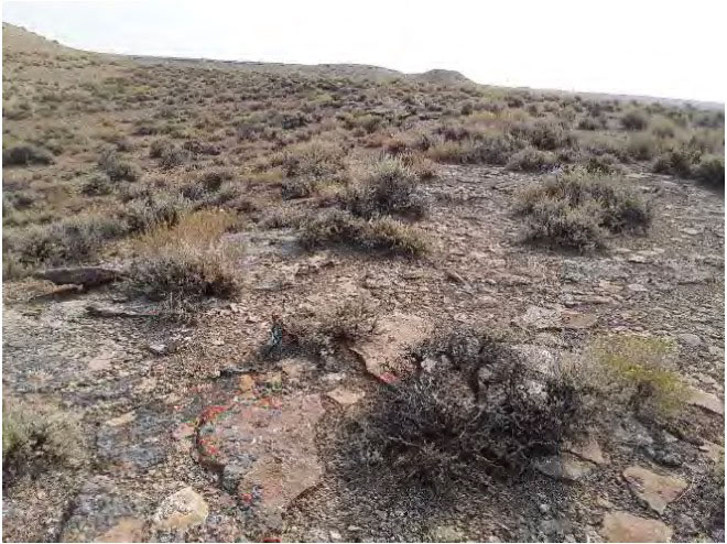 Hatermus, Soil Survey photographs, ISC Dry Creek Trona, 983/1884 Hatermus, Soil Survey photographs, ISC Dry Creek Trona, 983/1884
