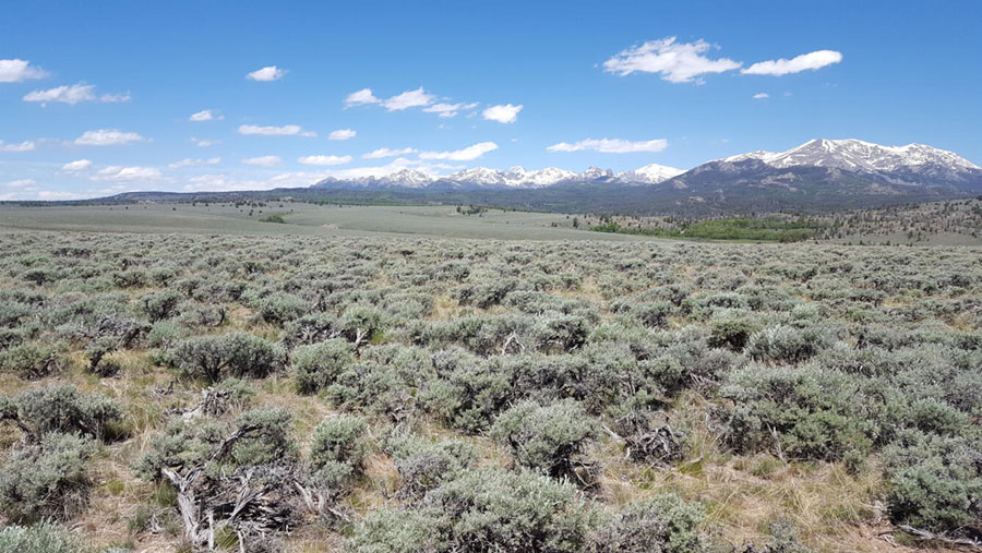 Sagebrush west of the Wind River Range in Wyoming. https://www.usgs.gov/media/images/sagebrush-west-wind-river-range-wyoming Sagebrush west of the Wind River Range in Wyoming. https://www.usgs.gov/media/images/sagebrush-west-wind-river-range-wyoming