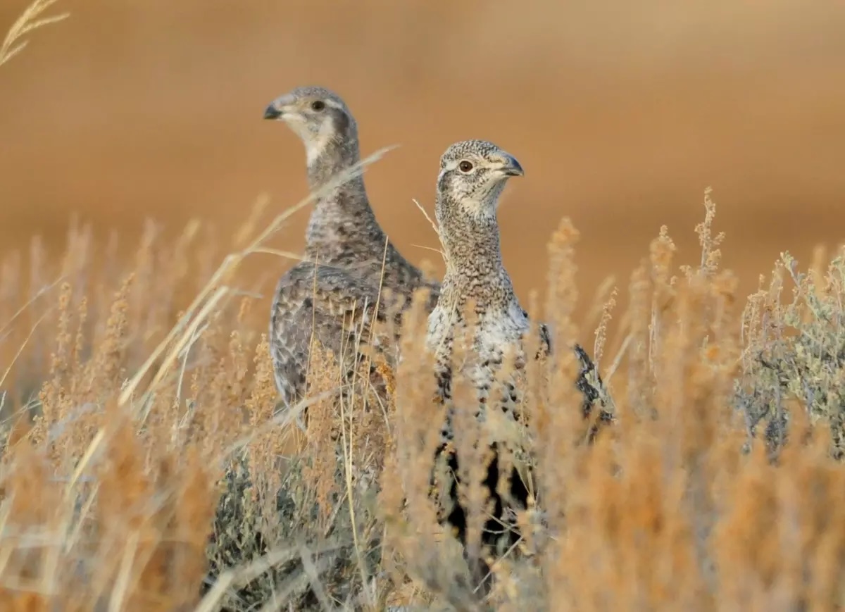 Greater Sage-Grouse on the sagebrush steppe. Photo by Tom Koerner/USFWS.https://abcbirds.org/preventing-a-greater-sage-grouse-vanishing-act/ Greater Sage-Grouse on the sagebrush steppe. Photo by Tom Koerner/USFWS. https://abcbirds.org/preventing-a-greater-sage-grouse-vanishing-act/