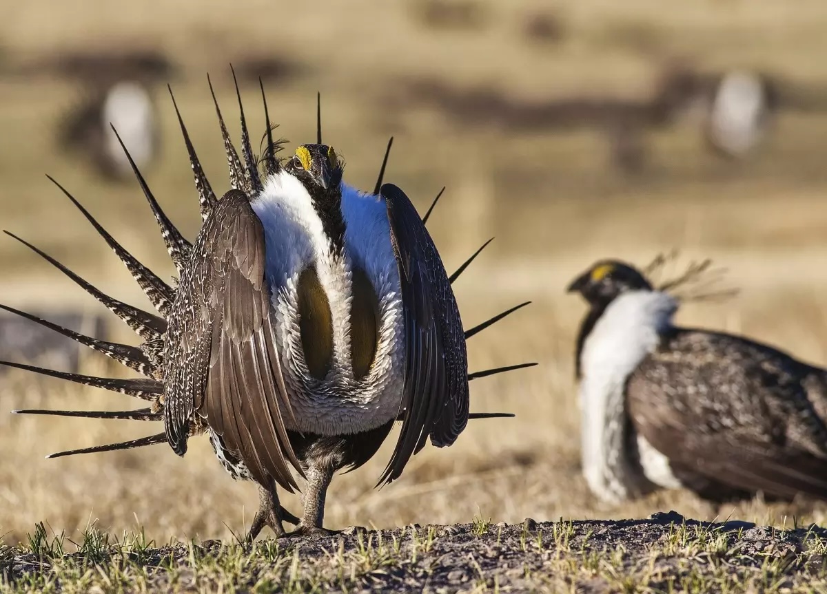 The greater sage grouse, shown in this file photo, lives in 11 western states, and has experienced an 80% population decline during the last 50 years. Courtesy U.S. Bureau of Land Management. https://www.opb.org/article/2024/07/22/oregon-sage-grouse-habitat-federal-efforts-paying-off-conservationists-disagree/ The greater sage grouse, shown in this file photo, lives in 11 western states, and has experienced an 80% population decline during the last 50 years.Courtesy U.S. Bureau of Land Management. https://www.opb.org/article/2024/07/22/oregon-sage-grouse-habitat-federal-efforts-paying-off-conservationists-disagree/