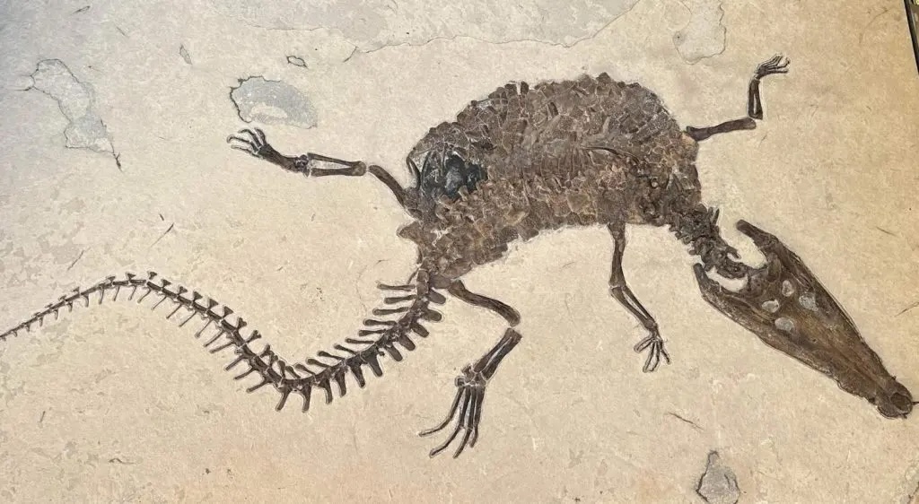 There are two species of crocodilians that have been found in the Green River Formation. Borelosuchus wilsoni which could reach lengths of up to 14 feet and the smaller Caiman (Tsoabichi greenriverenis). Complete specimens are extremely rare, but fossil teeth and crocodile coprolites (fossil poop) are frequently found in the quarry. https://www.fossilsafari.com/green-river-formation-fossils/ There are two species of crocodilians that have been found in the Green River Formation. Borelosuchus wilsoni which could reach lengths of up to 14 feet and the smaller Caiman (Tsoabichi greenriverenis). Complete specimens are extremely rare, but fossil teeth and crocodile coprolites (fossil poop) are frequently found in the quarry. https://www.fossilsafari.com/green-river-formation-fossils/