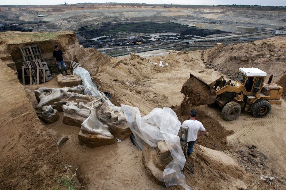 An archeologist directs a bulldozer securing the site of unearthed skeleton of a mammoth at the open pit coal mine in Kostolac, some 95 km east of Belgrade, Thursday, June 4, 2009. A skeleton of a so-called southern mammoth or mammuthus meridionalis, originating from northern Africa believed to be about one million years old has been unearthed in eastern Serbia. The mammoth was more than 4 meters (13 feet) high, 5 meters (16 feet) long and weighed more than 10 tons, Miomir Korac from the Archaeology Institute says. Another mammoth skeleton, from a much later period, was discovered at a factory in Serbia in 1996 and was named Kika. (AP Photo/Srdjan Ilic).