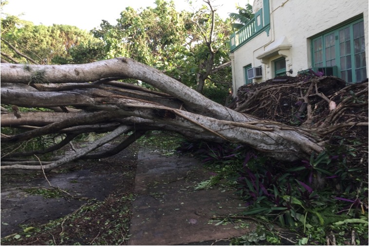 Uprooted tree seen outside my home after Hurricane Irma (September 2018).