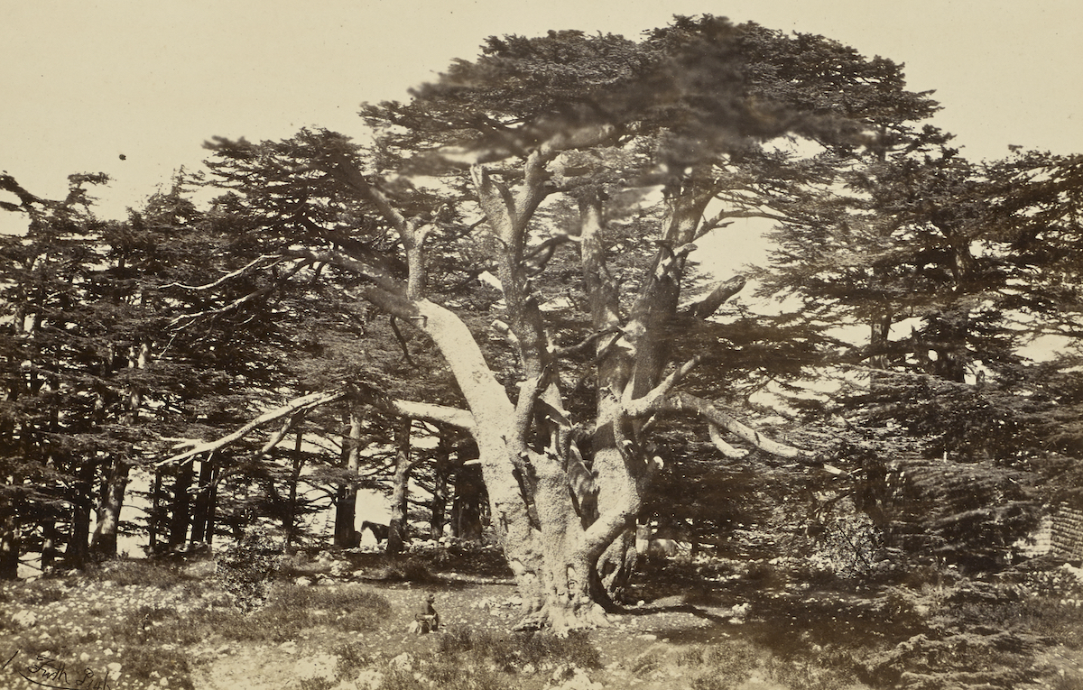 A 1857 collodion photograph of a cedar of Lebanon taken by English entrepreneurial travel pho-tographer Francis Frith.
Francis Frith, “The Largest of the Cedars, Mount Lebanon.” Albumen silver print. 1857. The J. Paul Getty Museum, Los Angeles. http://www.getty.edu/art/collection/objects/140678/francis-frith-the-largest-of-the-cedars-mount-lebanon-english-1857/
