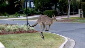 Kangaroo Hops Through Empty Adelaide Streets Amid COVID-19 Lockdown. (AP)