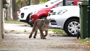 Big cats are straying to the streets of Santiago, Chile. Photo: F. Castillo, via Rainforest Concern, NZ Herald.