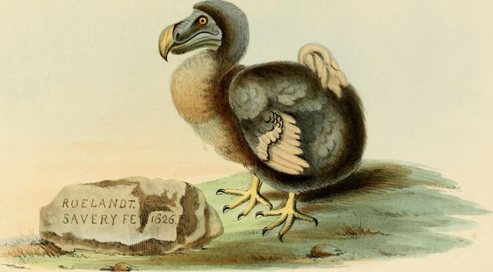 The dodo and its kindred; or, The history, affinities, and osteology of the dodo, solitaire, and other extinct birds of the islands Mauritius, Rodriguez and Bourbon, by Strickland, H. E. and Melville, Alexander Gordon (1848).
