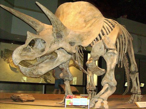 Redvodka and Mathknight, “Triceratops fossil from the Royal Tyrrell Museum at Drumheller, Alber-ta, Canada,” Wikimedia Commons, 28 April 2011.