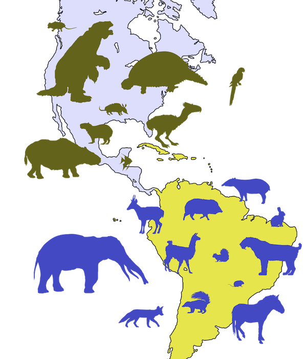 Woudloper, “Great American Biotic Interchange examples,” Wikimedia Commons, 1 April 2009.