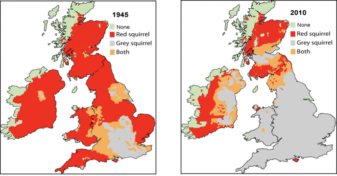Red and grey squirrels distribution in the British Isles in 1945 and 2010. © Craig Shuttleworth/RSST