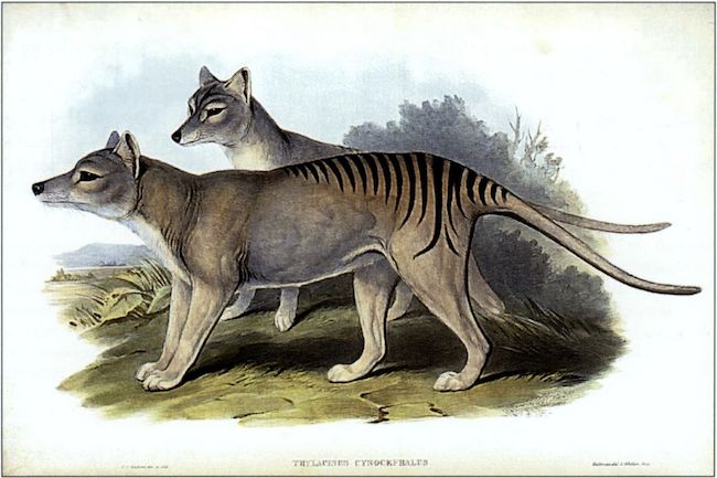 John Gould, The Mammals of Australia, Vol. I, Plates 53–54, 1863, Cygnis insignis, Wikimedia Com-mons, 29 April 2009.