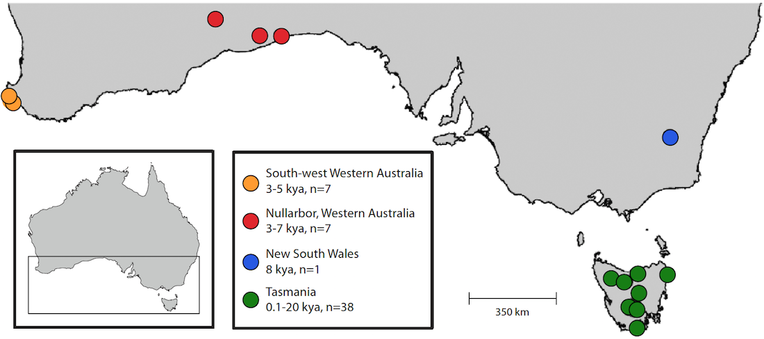 While some references suggest that the Thylacine initially roamed much of Australia and New Guinea, by the Last Glacial Maximum (c. 25,000 years BP) they had settled into distinct Western and Eastern populations. Map sourced from Lauren White, Kieren Mitchell, and Jeremy Austin, “Ancient mitochondrial genomes reveal the demographic history and phytogeography of the extinct, enigmatic thylacine (Thylacinus cynocephalus),” Journal of Biogeography 45 (2018): 1–13.