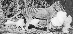 This 1921 photo by Henry Burrell of a thylacine with a chicken was widely distributed and may have helped secure the animal's reputation as a poultry thief. In fact the image is cropped to hide the fenced run and housing, and analysis by one researcher has concluded that this thylacine is a mounted specimen, posed for the camera.