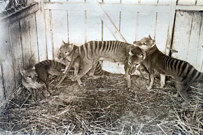 Thylacine family at Beaumaris Zoo in Hobart, 1910.