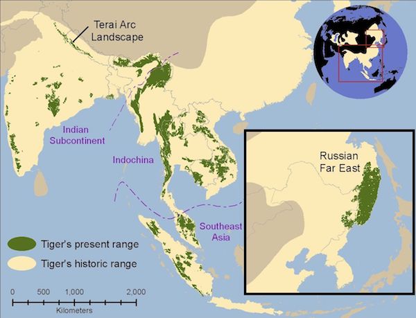 “Historical range of tiger is shown in pale yellow and current range (2006) in green,” in Eric Sander-son, et al., The Technical Assessment: Setting Priorities for the Conservation and Recovery of Wild Tigers: 2005–2015 (Washington, DC: The Smithsonian Institution, 2006), 59–61, uploaded by MPF to Wikimedia Commons, 13 May 2009.
