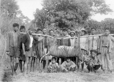A group of men and children poses with a recent killed tiger in Malingping in Banten, West-Java, May 1941.