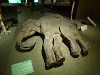 Totodu74, “Young mammoth – Natural History Museum of Geneva.jpg,” Wikimedia Commons, 23 December 2016.