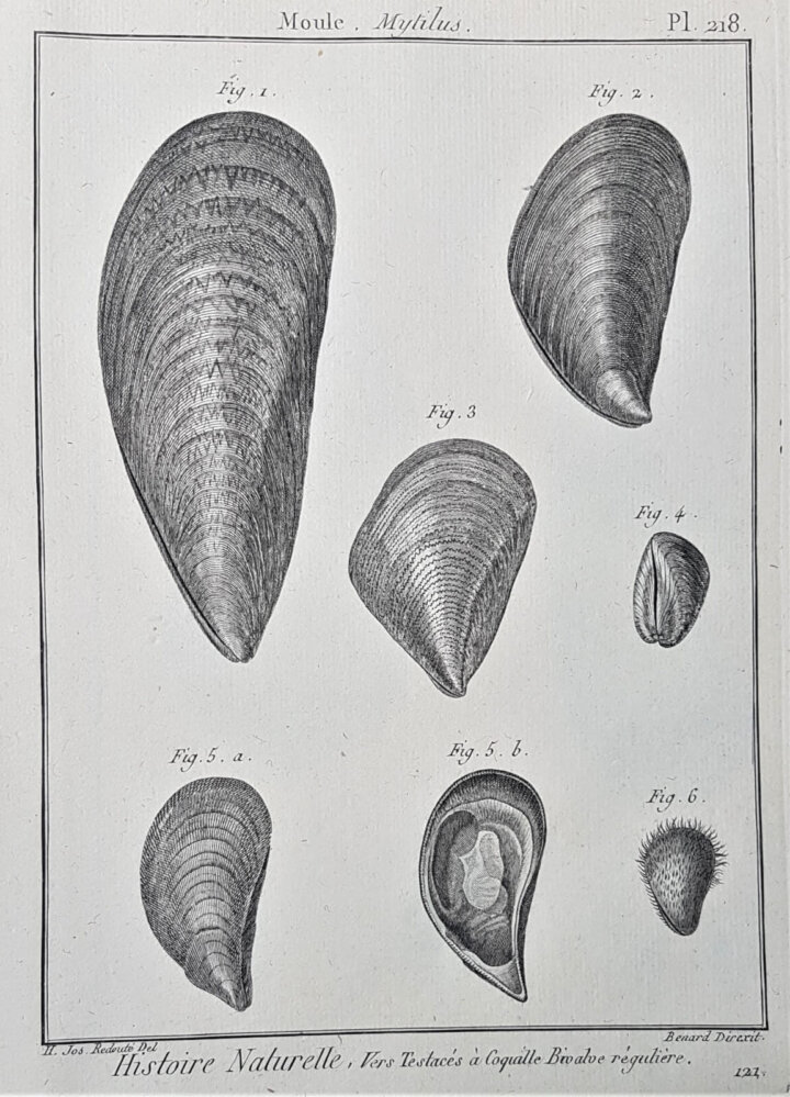 Plate from Jean Guillaume Bruguière, Tableau encyclopédique et méthodique 
des trois regnes de la nature: Vers, coquilles, mollusques et polypiers, Vol. 2 (1827). Public domain.