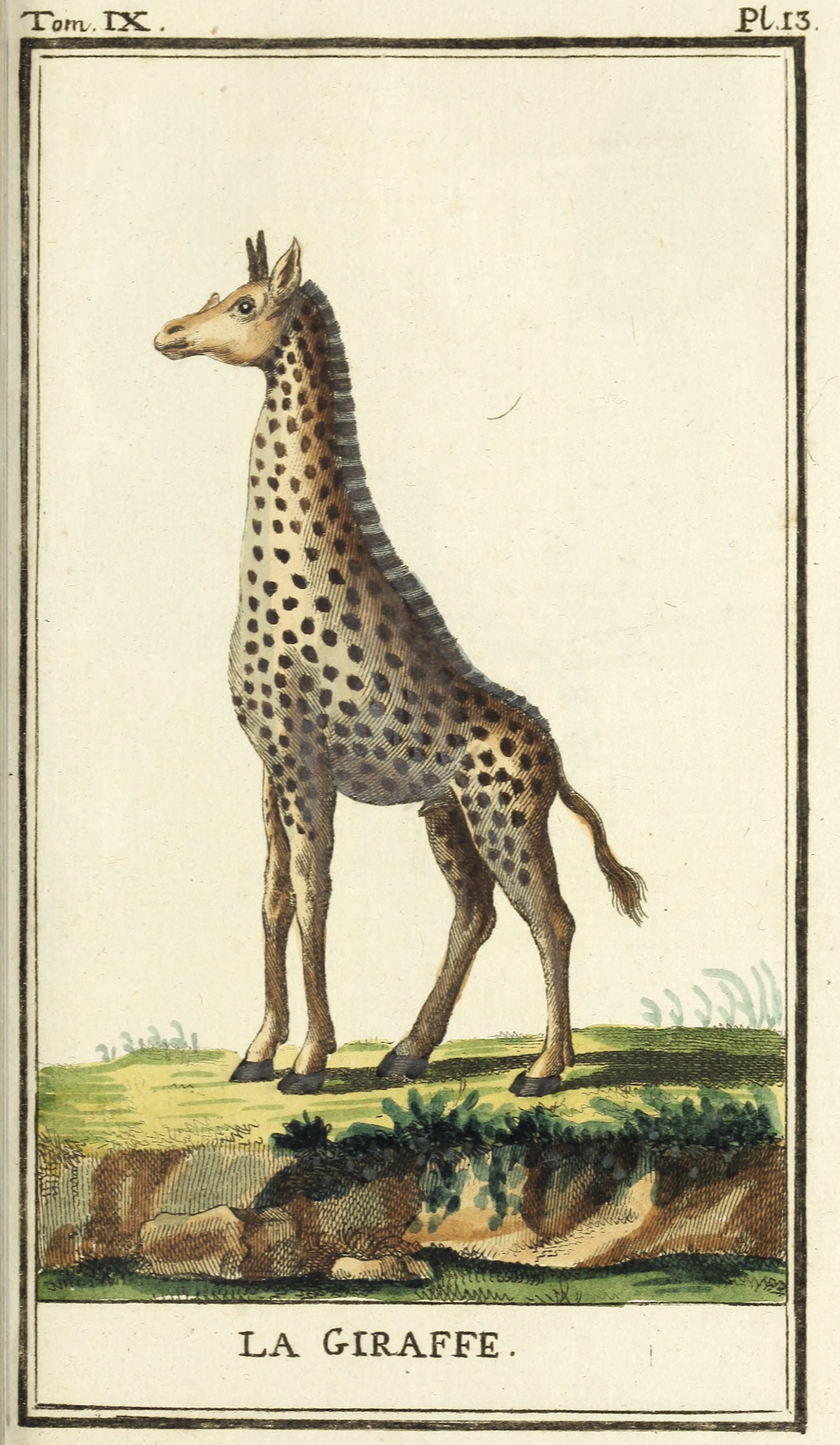 Georges Buffon, Histoire naturelle, générale et particulière,  
Quadrupèdes, Tome IX (Paris, 1787). Public domain.