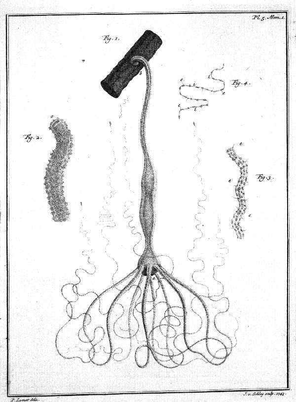 Abraham Trembley, Mémoires pour server à l'histoire d'un genre de polypes d'eau douces. Leiden: Jean and Herman Verbeek, 1764s. Wikimedia Commons.