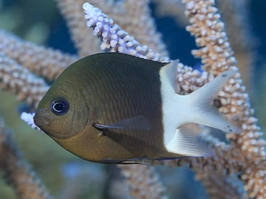 The spiny damselfish (Acanthochromis polyacanthus), © 2017 Tane Sinclair-Taylor, https://discovery.kaust.edu.sa/en/article/5845/fishs-rapid-response-to-climate-change/