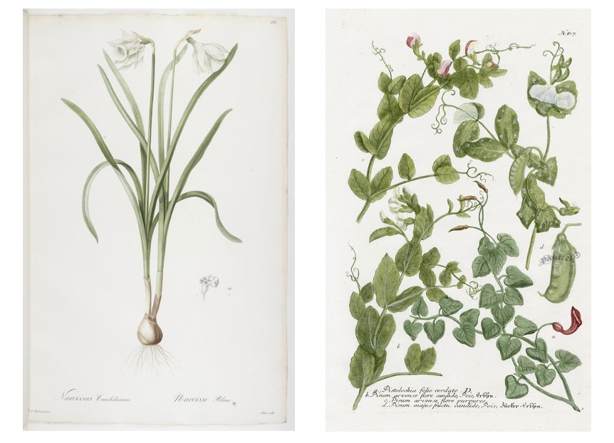 (L) Narcissus plant, Pierre-Joseph Redouté, in Redouté & Candolle, Les liliacées (1804-1808). Wikimedia Commons. (R) Pea Plant, Johann Weinmann, 1745. Public Domain.  