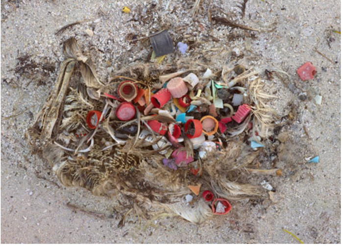 Albatross Remains: NOAA Office of Response and Restoration, “‘The remains of dead baby albatrosses reveal the far-reaches of plastic pollution on Midway Atoll, 2000 miles from any mainland. Credit: Chris Jordan, from his series ‘Midway: Message from the Gyre.’ Used under Creative Commons Attribution-Noncommercial-No Derivative Works 3.0 United States License,” updated 7 February 2013, https://response.restoration.noaa.gov/about/media/how-big-great-pacific-garbage-patch-science-vs-myth.html.