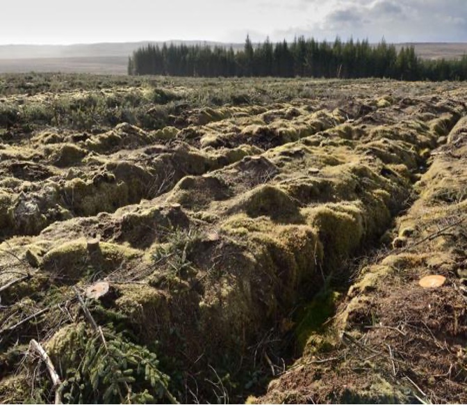 Restoring a bog from forestry in Scotland. Accessed here: https://www.theflowcountry.org.uk/flow-facts/flow-fact-4/?web=1&wdLOR=cF8E30D0D-1F23-9F42-BCA0-66F625C5313A