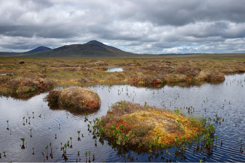 The world’s largest area of blanket bogs is in the Flow Country. Credit: David Robertson/Alamy. Accessed here: https://www.nature.com/articles/d41586-020-00355-3