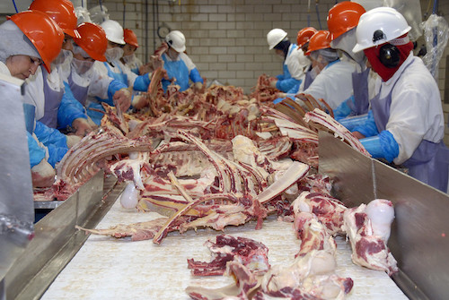Workers at the L & H beef slaughterhouse in San Antonio, Texas on June 10, 2008 dissect, sort and separate beef parts. U.S. Department of Agriculture (USDA) Food Safety and Inspection Service (FSIS) inspectors are on site to ensure the beef is processed in accordance with USDA FSIS regulations. USDA photo by Alice Welch.