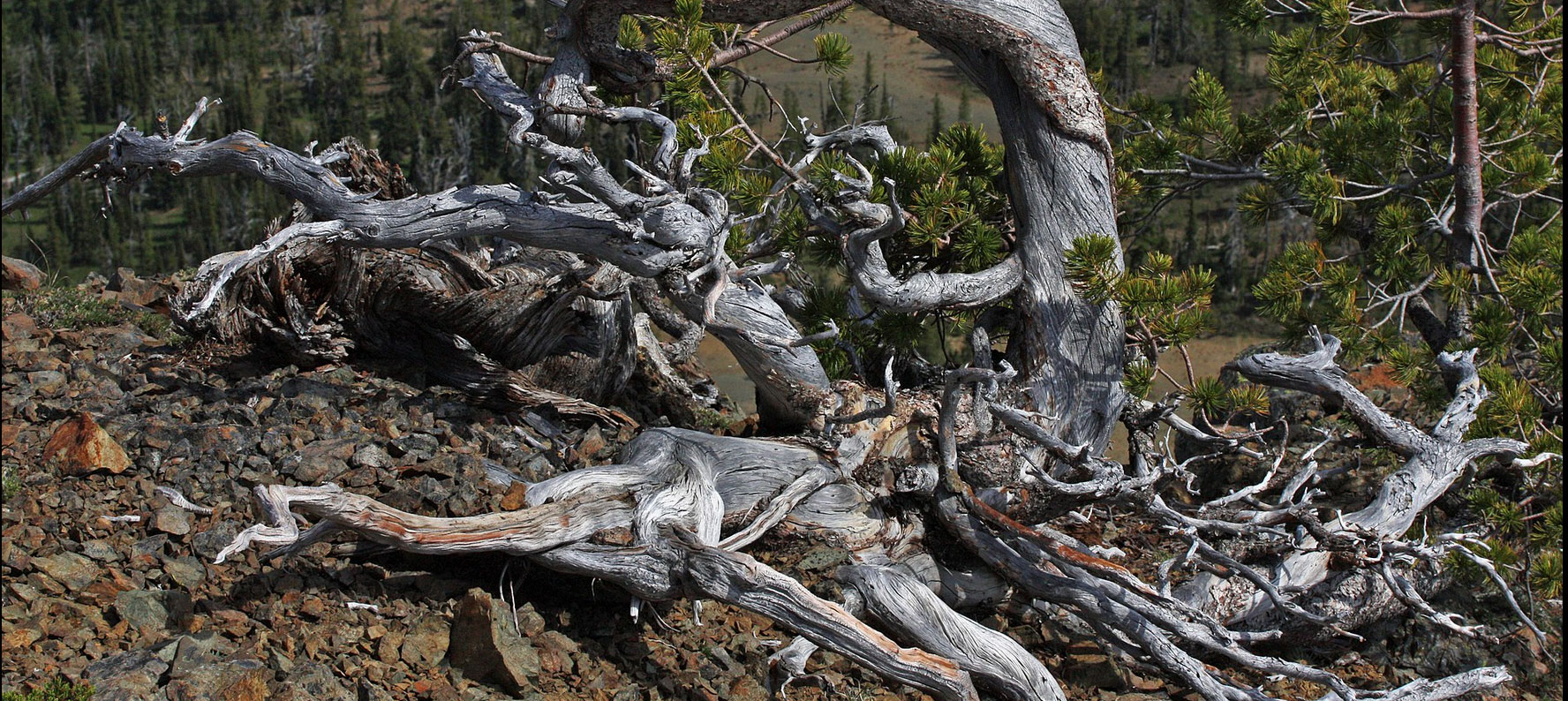  Whitebark Pine, still partly alive. Wikimedia Commons.