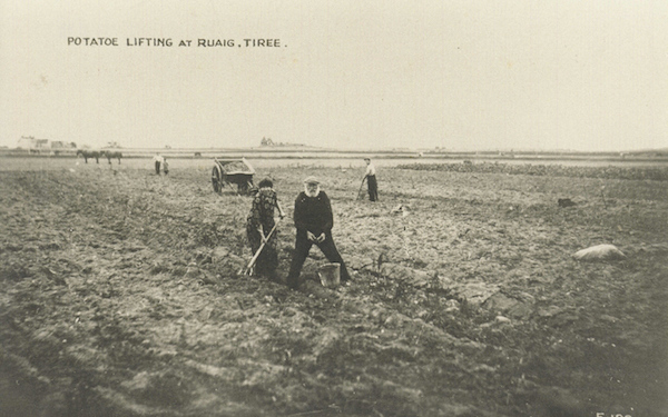Lifting potatoes at Ruaig, c. 1925-6, with Nancy and Alexander MacInnes in the foreground (Duncan MacInnes`s aunt and great-uncle). An Iodhlann.