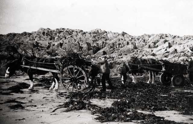 A crofter gathering seaweed by horse and cart to be used as fertiliser. An Iodhlann.