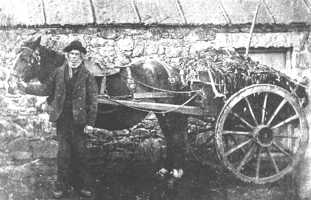 Lachlan MacPhail from Luing with a cartload of seaweed outside the shepherd’s cottage where he lived in Crossapol, Tiree, probably taken in the early 20th century. An Iodhlann.