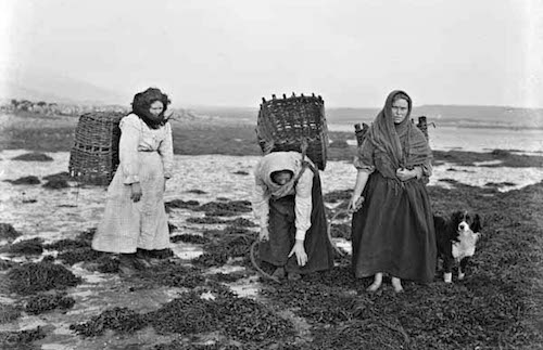 Three women with baskets gathering seaweed on the Irish Coast, Ireland. (National Library of Ireland)
