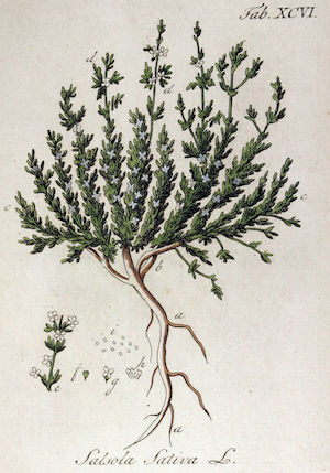 Salsola sativa (Barilla).