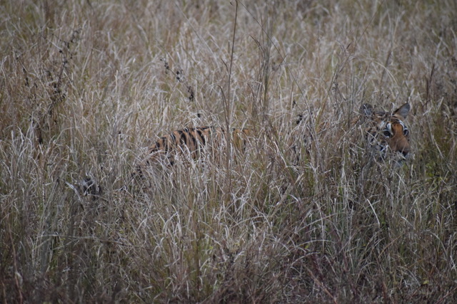 DJ9, Kanha, India, Jan 2026. &copy; L. Mahadevan.