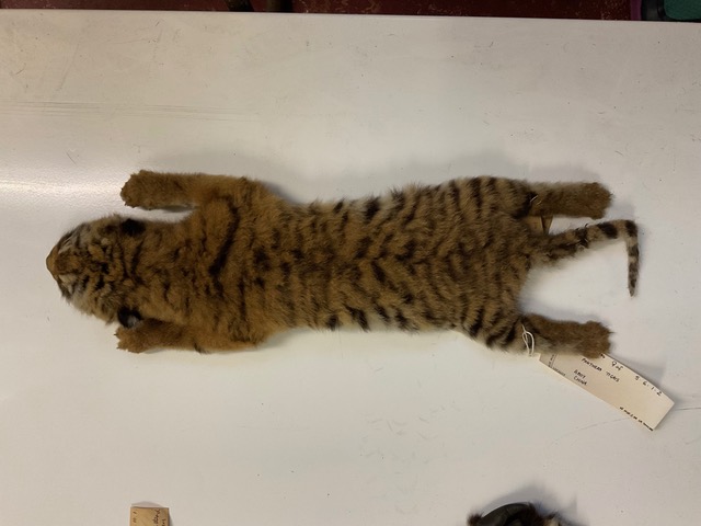 Visiting the NHM, London, November 2024. Tiger cub. &copy; L. Mahadevan.