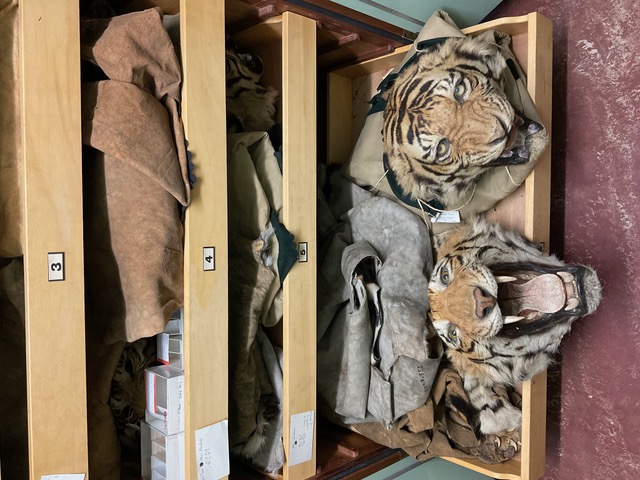 Visiting the NHM, London, November 2024. Tiger heads. &copy; L. Mahadevan.