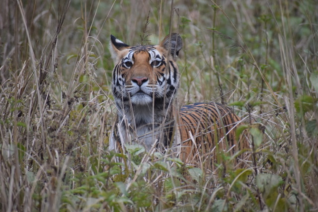 DJ9, Kanha, India, Jan 2026. &copy; L. Mahadevan.