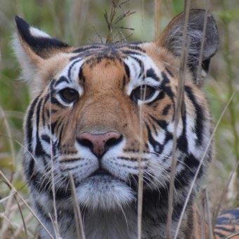 DJ9, Kanha, India, January 2026. &copy; L. Mahadevan. 