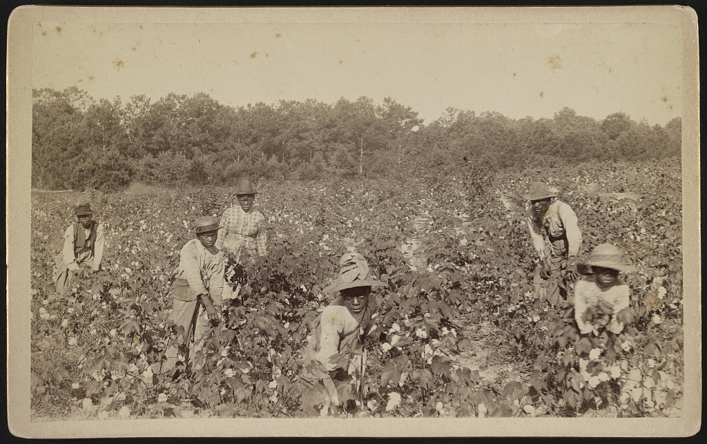African American men and women picking cotton, Savannah, Georgia, between 1867-1890. Library of Congress.